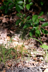 Eragrostis capillaris