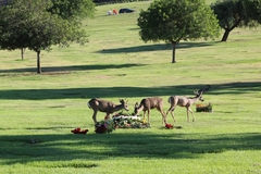 Odocoileus hemionus californicus