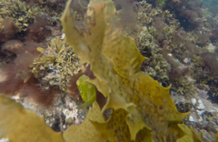 Brachaluteres jacksonianus