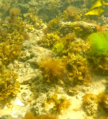 Brachaluteres jacksonianus