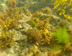 Brachaluteres jacksonianus