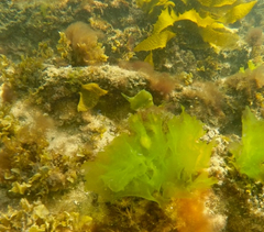 Brachaluteres jacksonianus