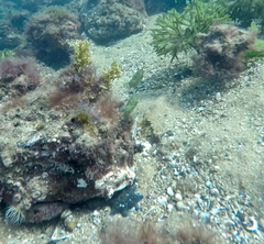 Brachaluteres jacksonianus