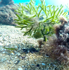 Brachaluteres jacksonianus