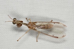 Dicromantispa interrupta