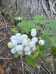 Actaea rubra neglecta