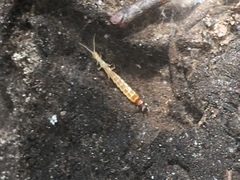 Evalljapyx hubbardi