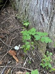 Actaea rubra neglecta