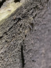 Culicidae