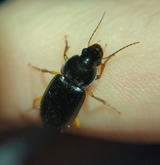 Harpalina
