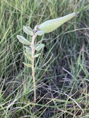 Asclepias viridiflora