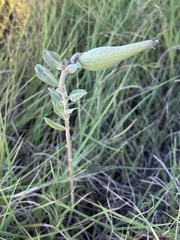 Asclepias viridiflora