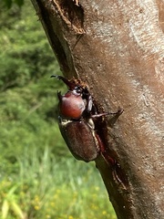 Trypoxylus dichotomus tsunobosonis