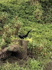 Anhinga novaehollandiae