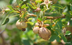 Diplolepis variabilis