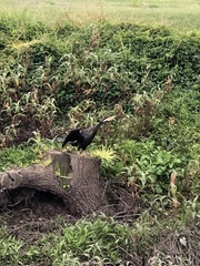 Anhinga novaehollandiae