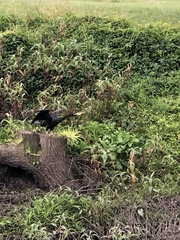 Anhinga novaehollandiae