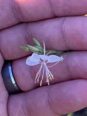 Oenothera filiformis