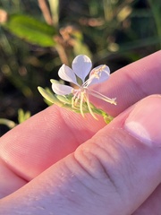 Oenothera filiformis