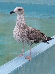 Laridae