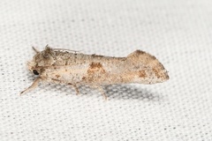 Acrolophus piger