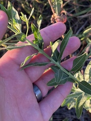 Oenothera filiformis