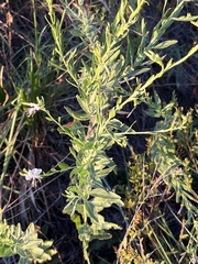 Oenothera filiformis