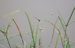 Xanthagrion erythroneurum