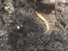 Evalljapyx hubbardi