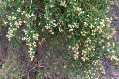 Baccharis pilularis consanguinea