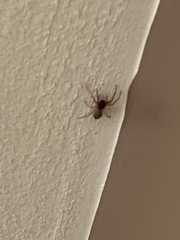 Trachelas tranquillus