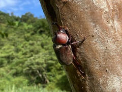 Trypoxylus dichotomus tsunobosonis