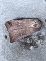 Mythimna albipuncta