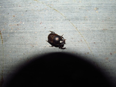 Digitonthophagus