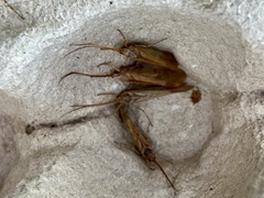 Limnephilus