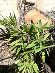 Plestiodon multivirgatus