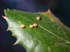 Dryocosmus minusculus