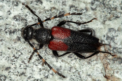 Stictoleptura canadensis