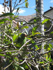 Brotogeris cyanoptera