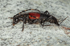 Stictoleptura canadensis