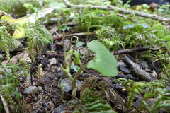Corybas