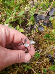 Lophodermium melaleucum