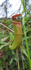 Nepenthes mirabilis