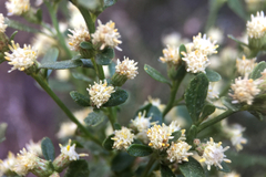 Baccharis pilularis consanguinea