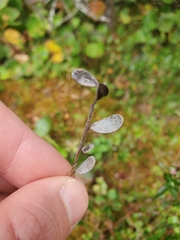 Lophodermium melaleucum