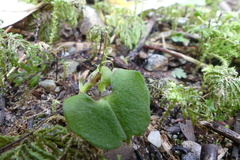 Corybas