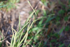 Paspalum laeve