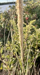 Ammophila breviligulata