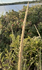 Ammophila breviligulata