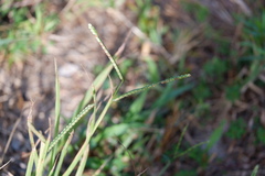 Paspalum laeve